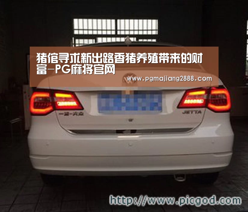 猪倌寻求新出路香猪养殖带来的财富-PG麻将官网(图1) PG麻将官网